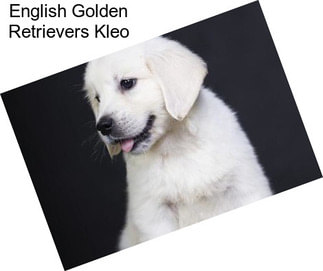 English Golden Retrievers Kleo