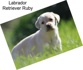Labrador Retriever Ruby