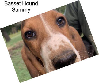 Basset Hound Sammy