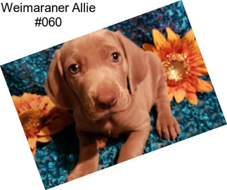 Weimaraner Allie #060