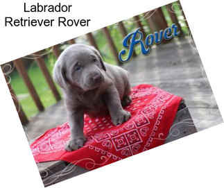 Labrador Retriever Rover