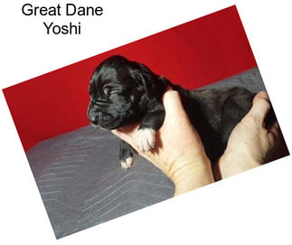Great Dane Yoshi