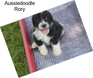 Aussiedoodle Rory