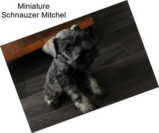 Miniature Schnauzer Mitchel
