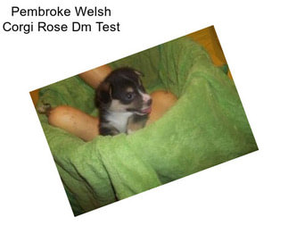 Pembroke Welsh Corgi Rose Dm Test