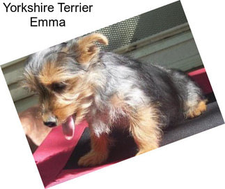 Yorkshire Terrier Emma