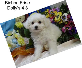 Bichon Frise Dolly\'s 4 3
