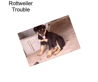 Rottweiler Trouble