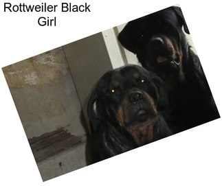 Rottweiler Black Girl