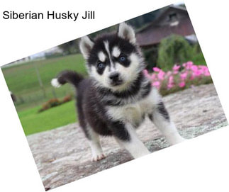 Siberian Husky Jill