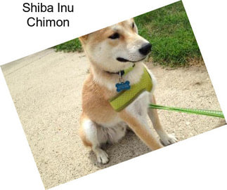 Shiba Inu Chimon