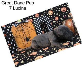 Great Dane Pup 7 Lucina
