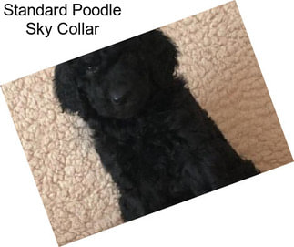 Standard Poodle Sky Collar