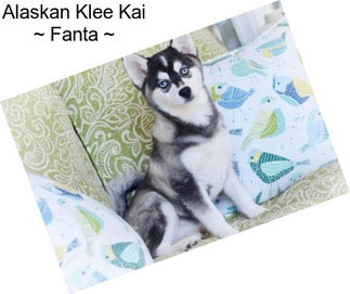 Alaskan Klee Kai ~ Fanta ~