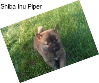 Shiba Inu Piper