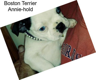 Boston Terrier Annie-hold