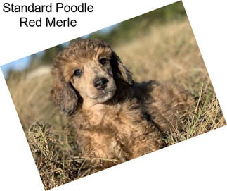 Standard Poodle Red Merle