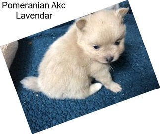 Pomeranian Akc Lavendar