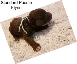 Standard Poodle Flynn