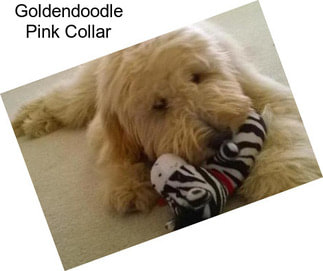 Goldendoodle Pink Collar