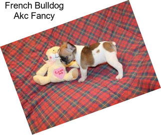French Bulldog Akc Fancy