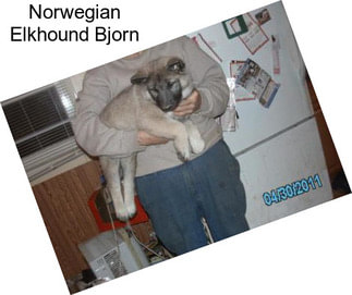 Norwegian Elkhound Bjorn
