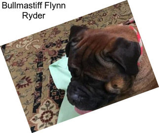 Bullmastiff Flynn Ryder