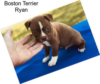 Boston Terrier Ryan
