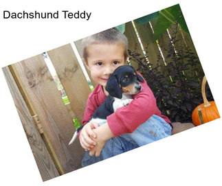 Dachshund Teddy