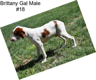 Brittany Gal Male #18