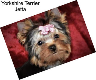 Yorkshire Terrier Jetta