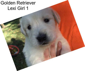 Golden Retriever Lexi Girl 1