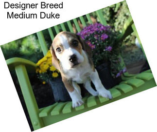 Designer Breed Medium Duke