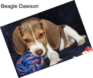 Beagle Dawson