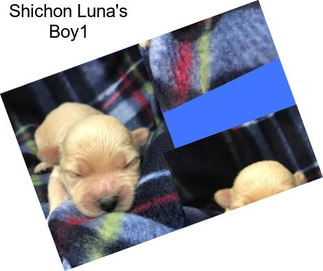 Shichon Luna\'s Boy1