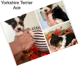 Yorkshire Terrier Ace