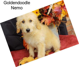 Goldendoodle Nemo