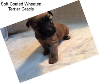 Soft Coated Wheaten Terrier Gracie