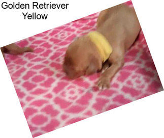 Golden Retriever Yellow