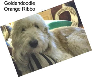 Goldendoodle Orange Ribbo