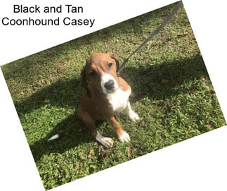 Black and Tan Coonhound Casey