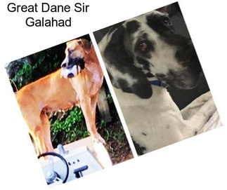 Great Dane Sir Galahad