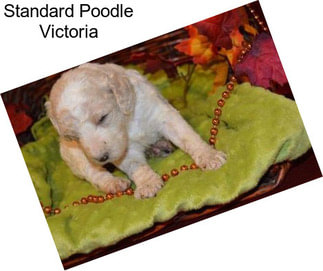 Standard Poodle Victoria