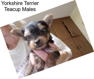Yorkshire Terrier Teacup Males