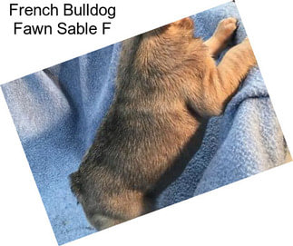 French Bulldog Fawn Sable F