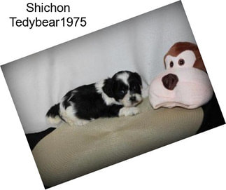 Shichon Tedybear1975