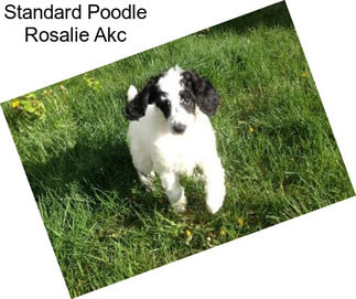 Standard Poodle Rosalie Akc