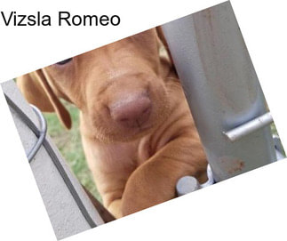 Vizsla Romeo
