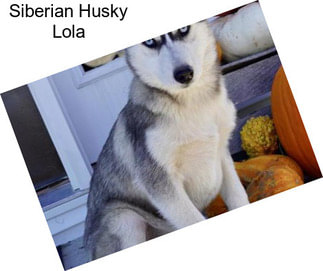 Siberian Husky Lola