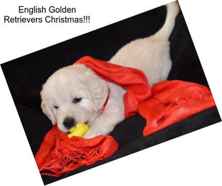 English Golden Retrievers Christmas!!!